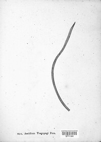 Aecidium tragopogi image